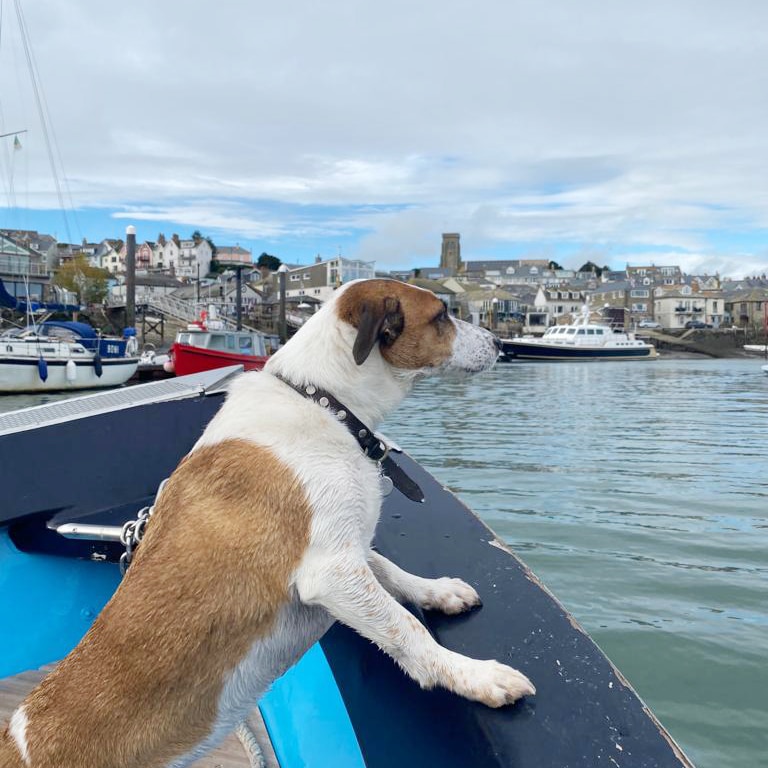 Dog on boat Walking Holiday in The South Hams Coastal Living Devon