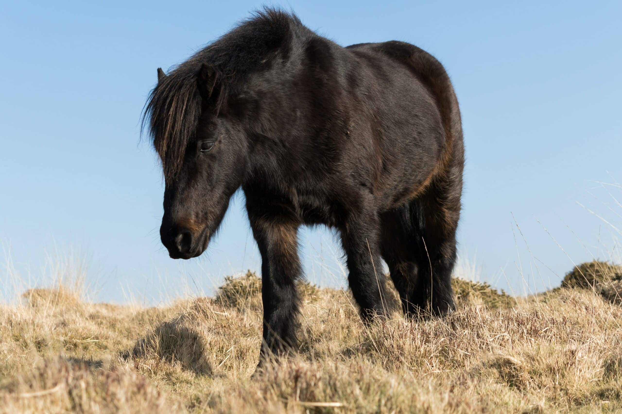 dartmoor pony
